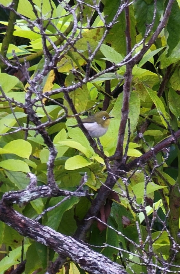 Warbling White-eye - ML475265651