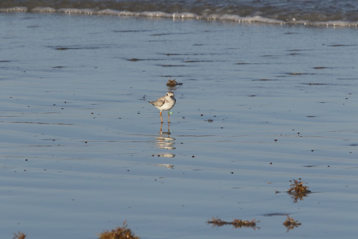 Piping Plover - ML475265681