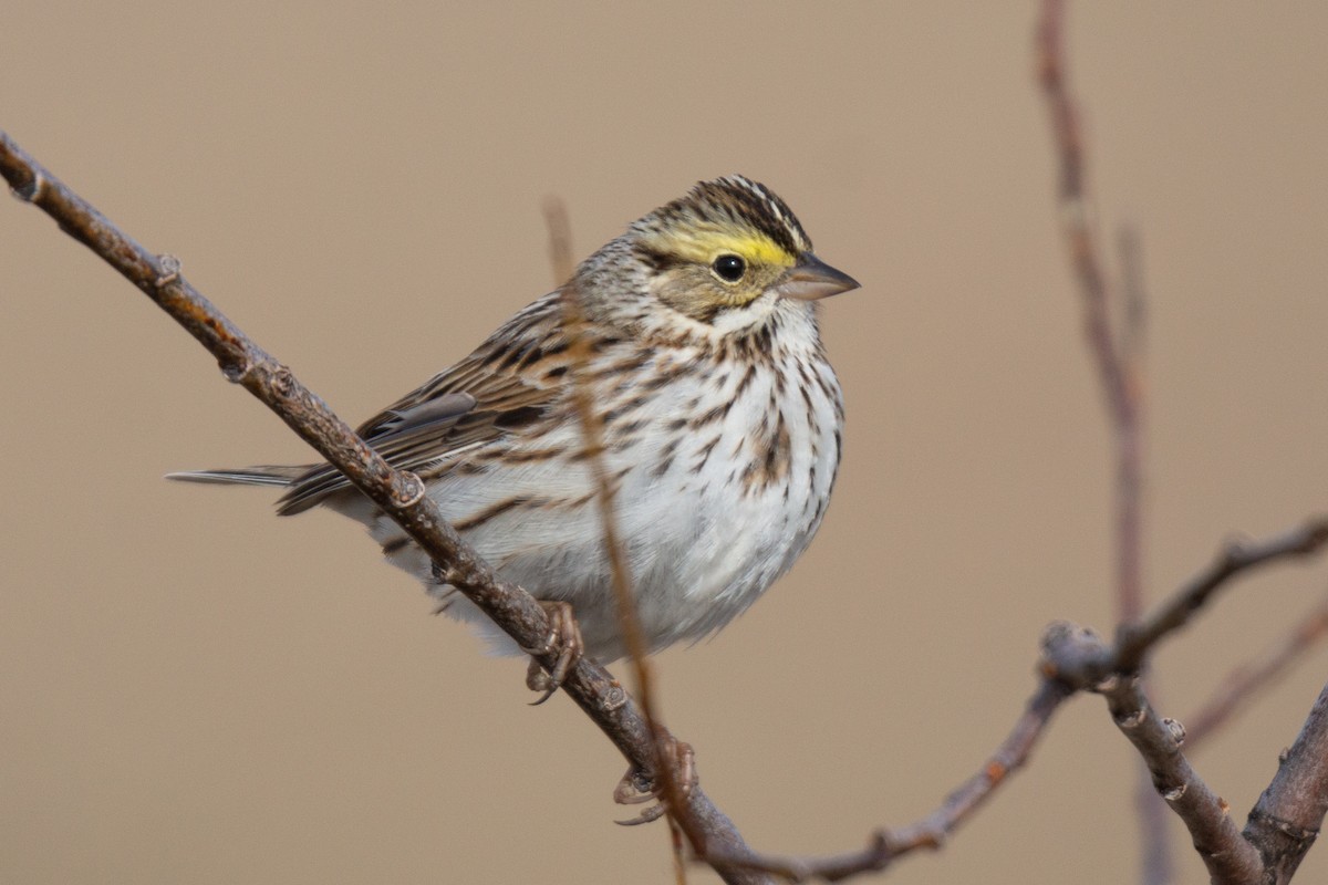 Savannah Sparrow - ML475266331