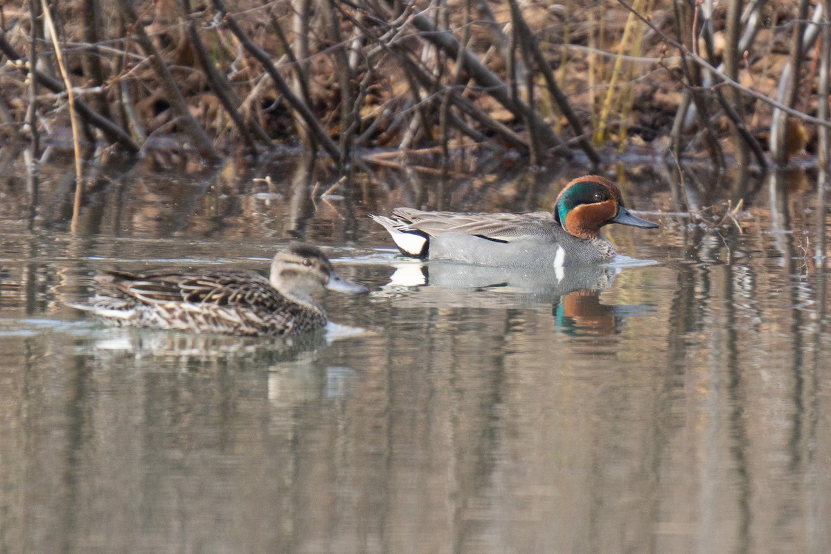 Green-winged Teal - ML475266391