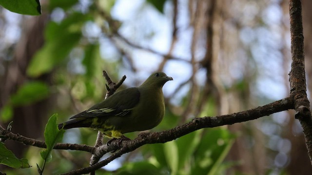 Comoro Green-Pigeon - ML475266661