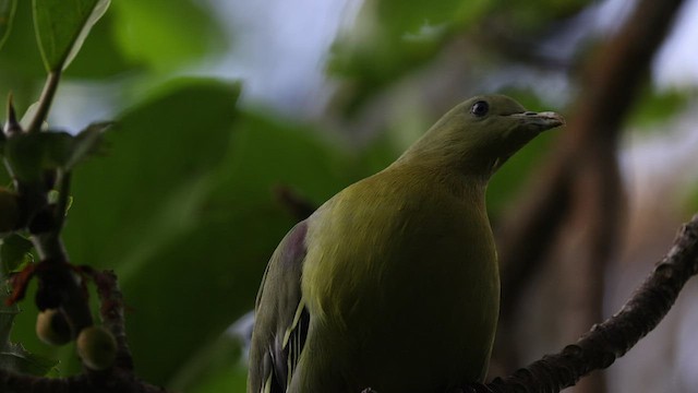 Коморский зелёный голубь - ML475266791