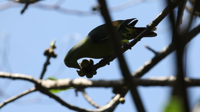 Comoro Green-Pigeon - ML475267141