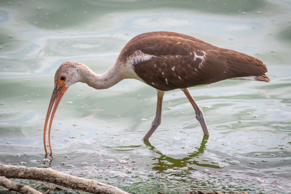 White Ibis - ML475267801