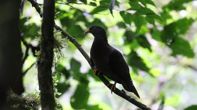 コモロオリーブバト - ML475267921