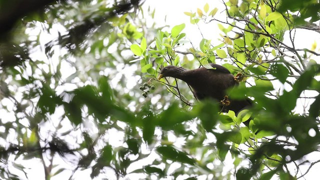 コモロオリーブバト - ML475267991