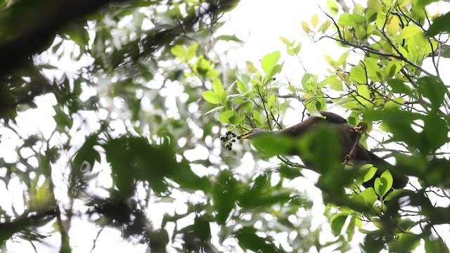 コモロオリーブバト - ML475268051