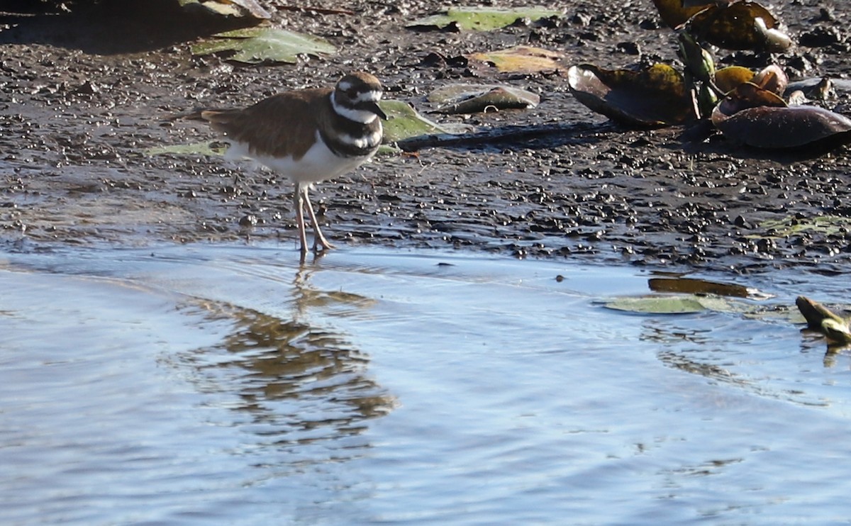 Killdeer - ML475269091