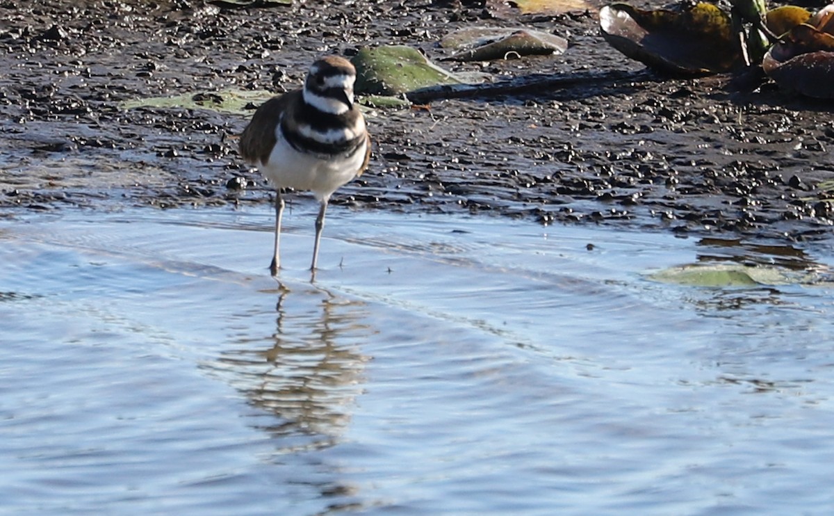 Killdeer - ML475269111