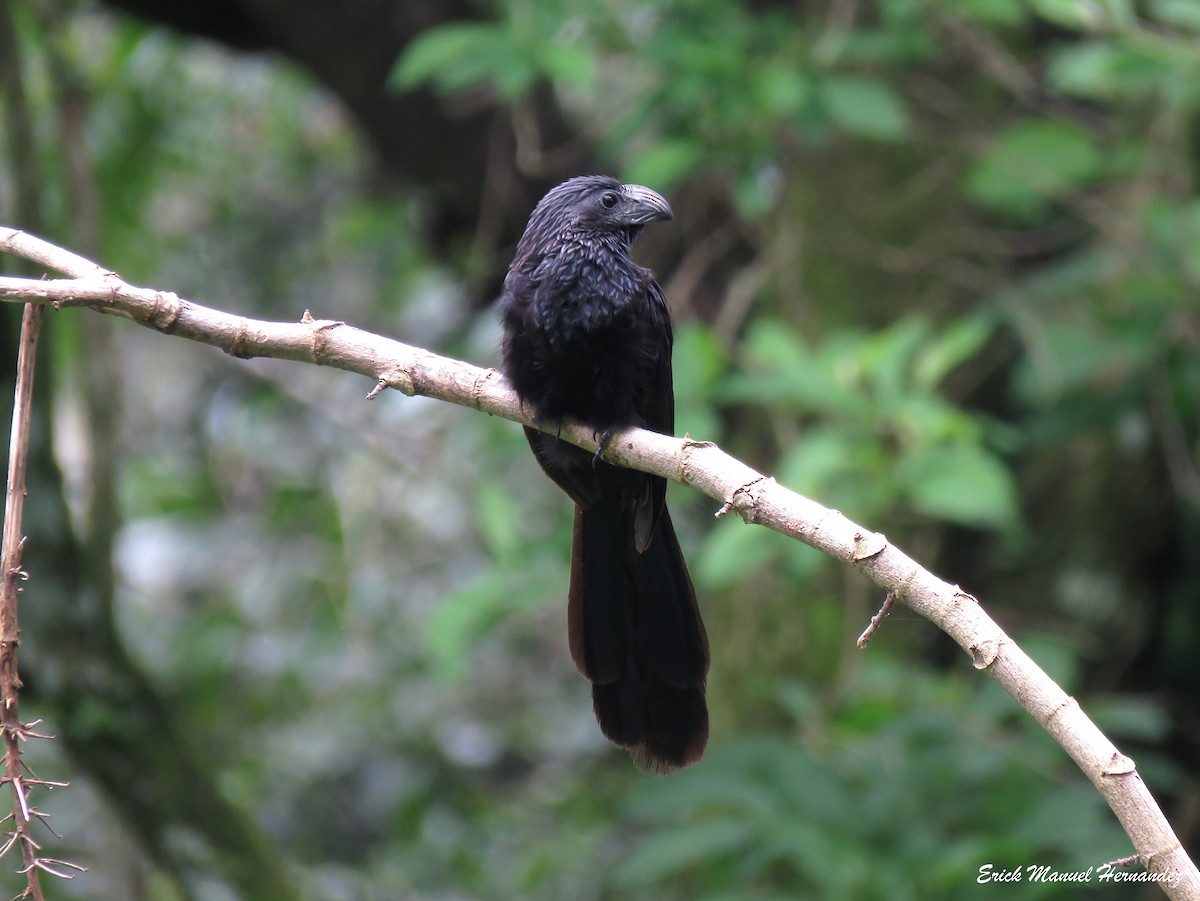 Groove-billed Ani - Erick Hernandez