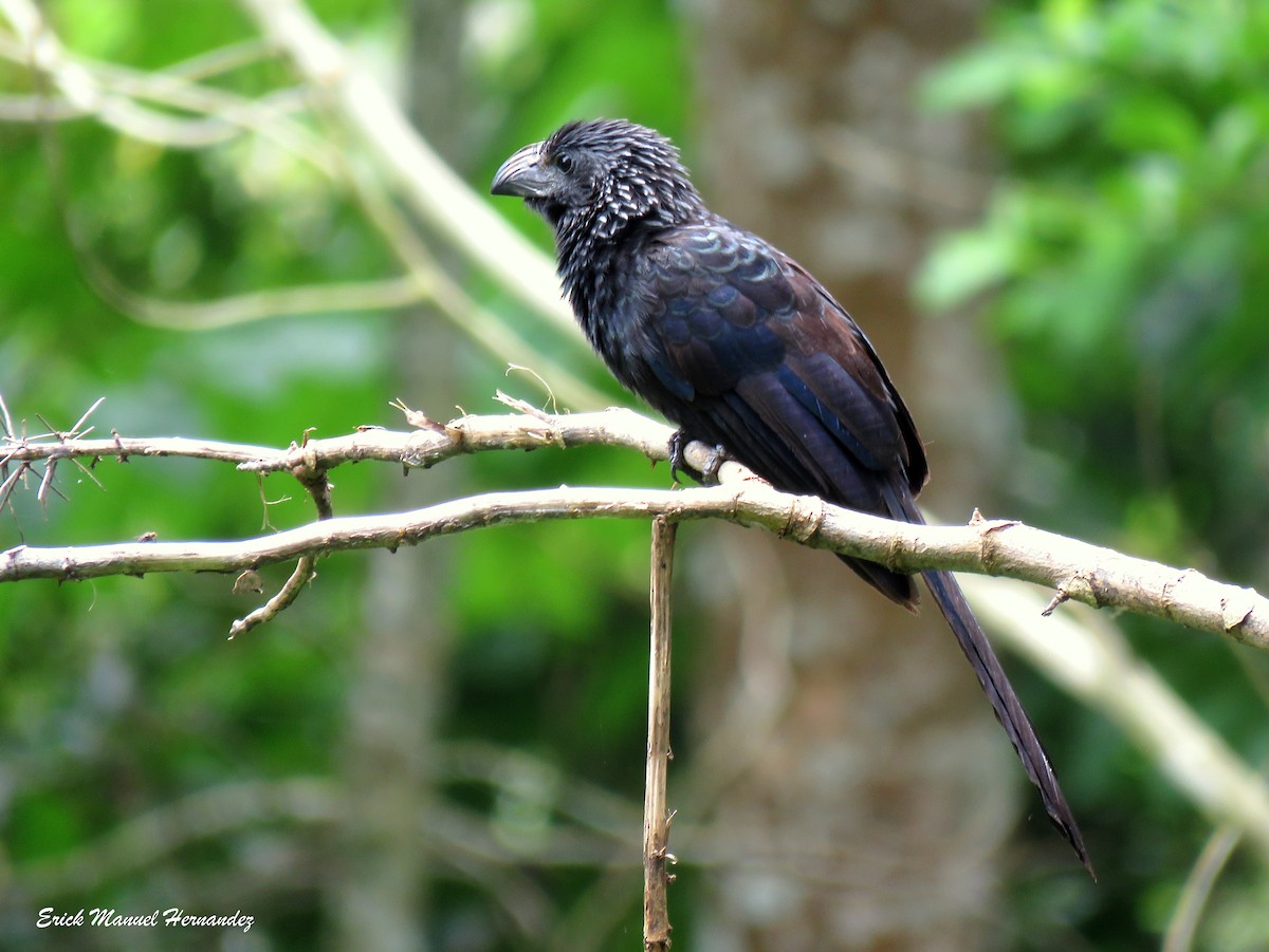 Groove-billed Ani - ML475269701