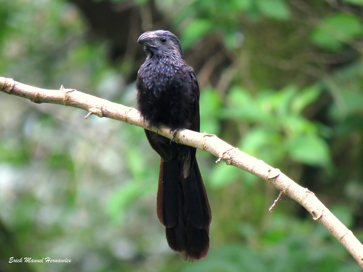 Groove-billed Ani - ML475269711