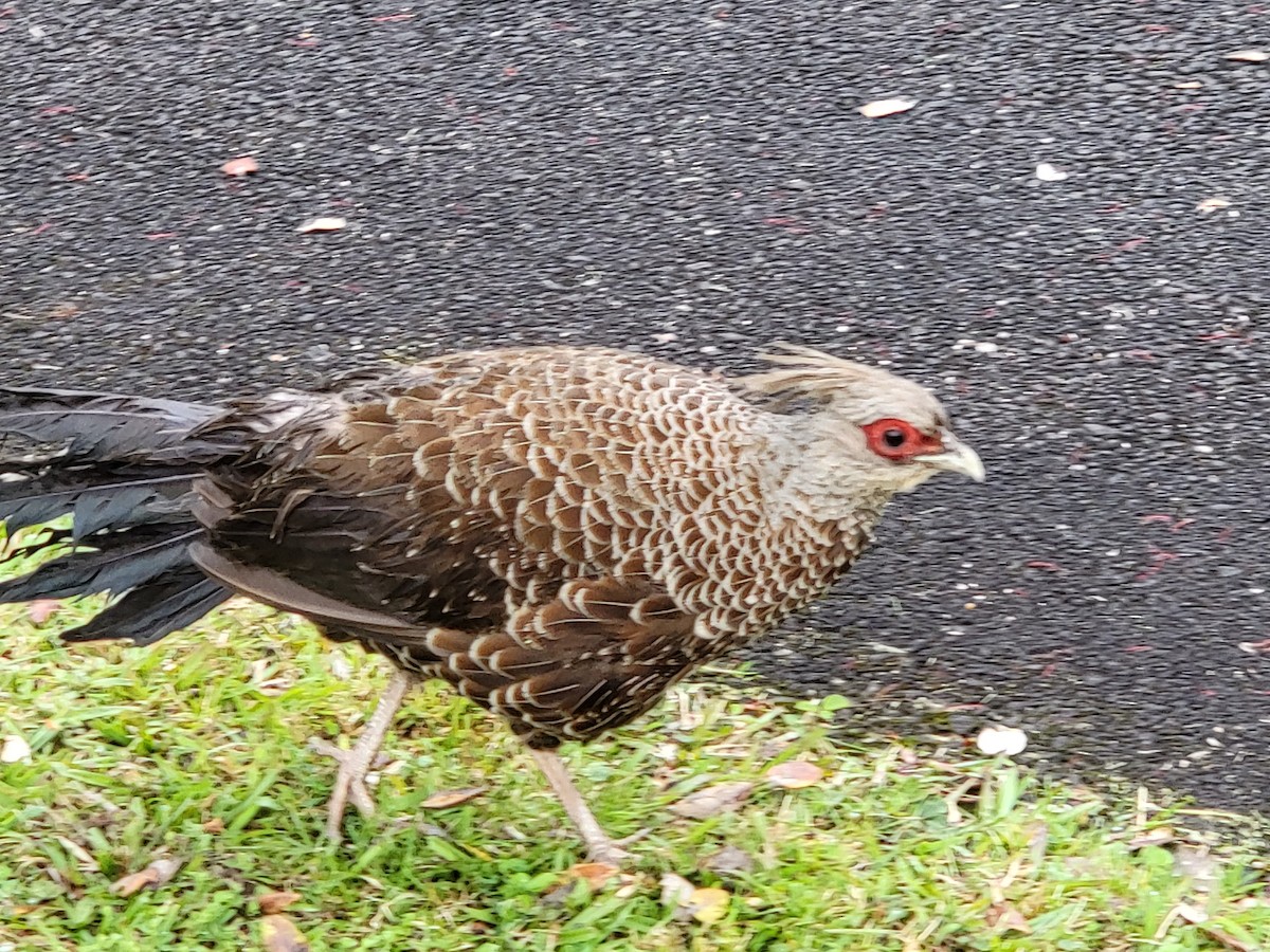 Kalij Pheasant - ML475271271