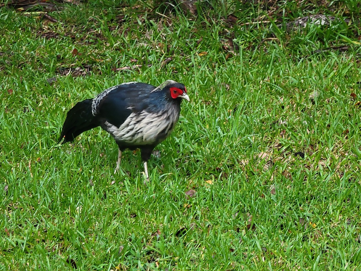 Kalij Pheasant - ML475271281