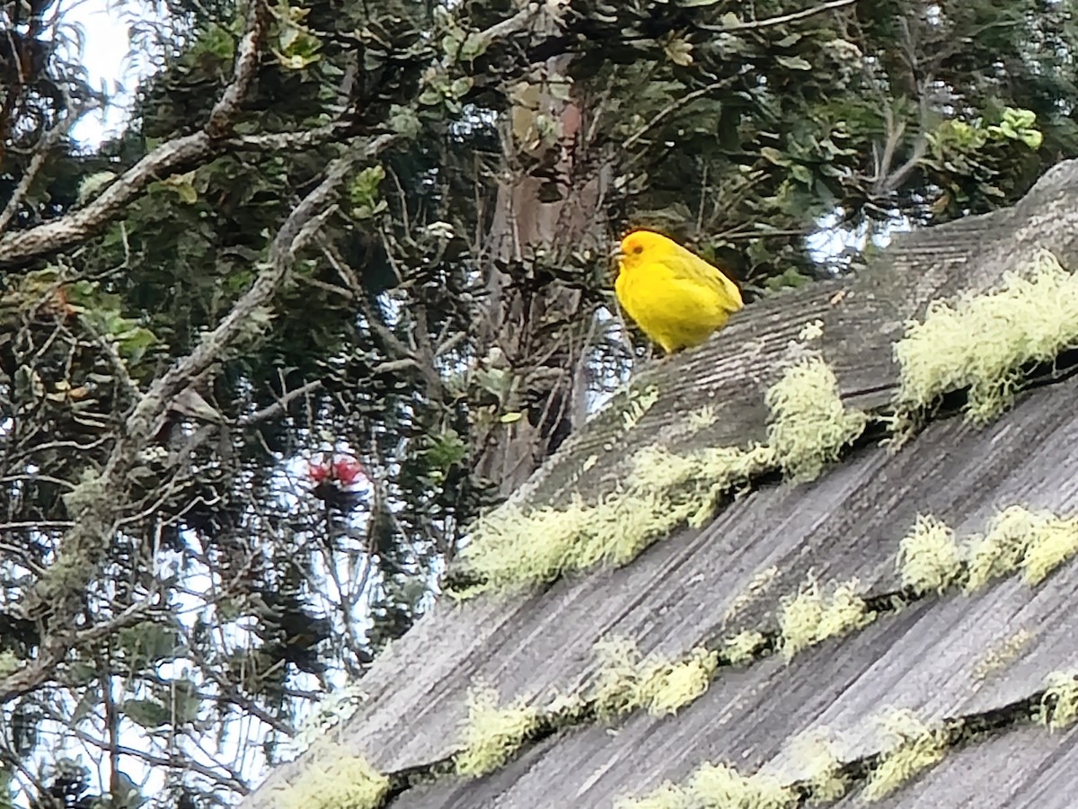 Saffron Finch - ML475271661