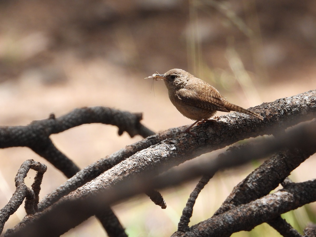 House Wren (Brown-throated) - ML475272091