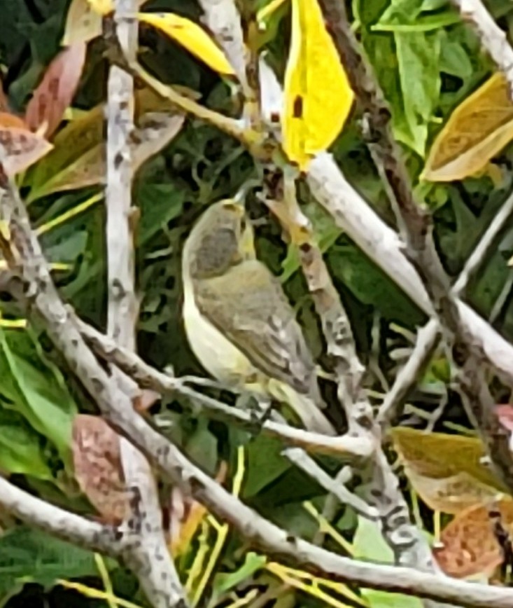 Hawaii-Amakihikleidervogel - ML475272401