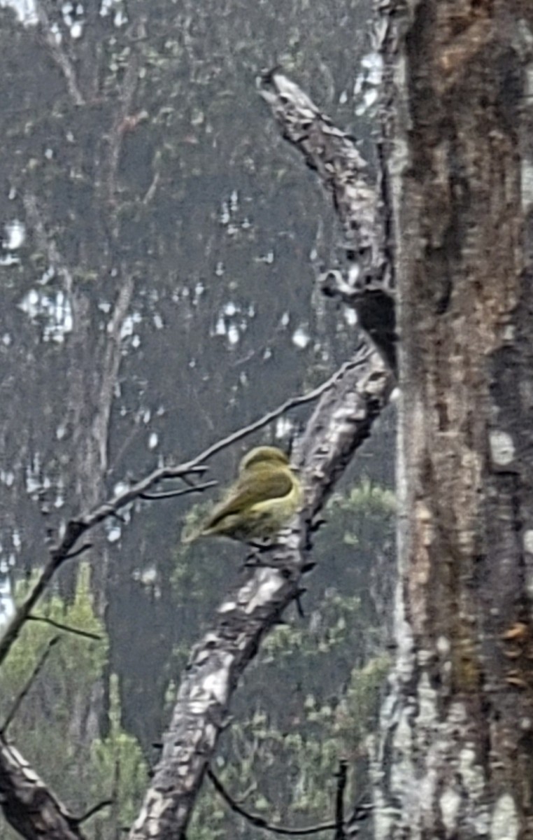 Hawaii-Amakihikleidervogel - ML475272421