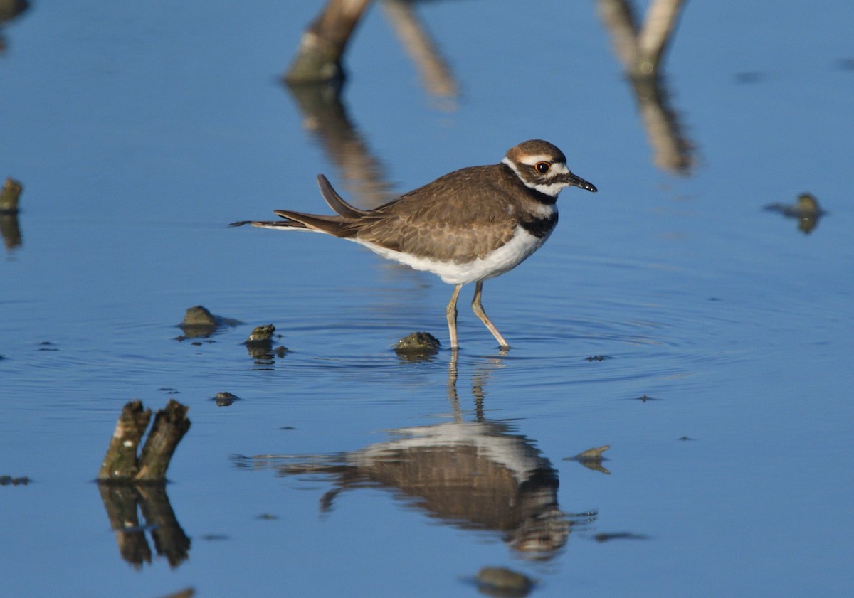 Killdeer - ML475272731