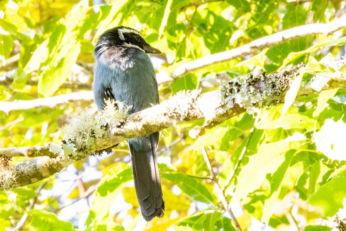 White-throated Jay - Sue Wright