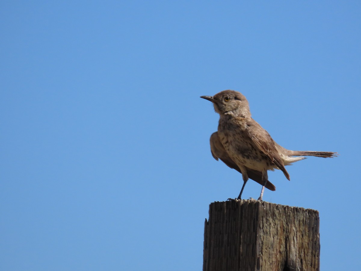 Sage Thrasher - ML475274731