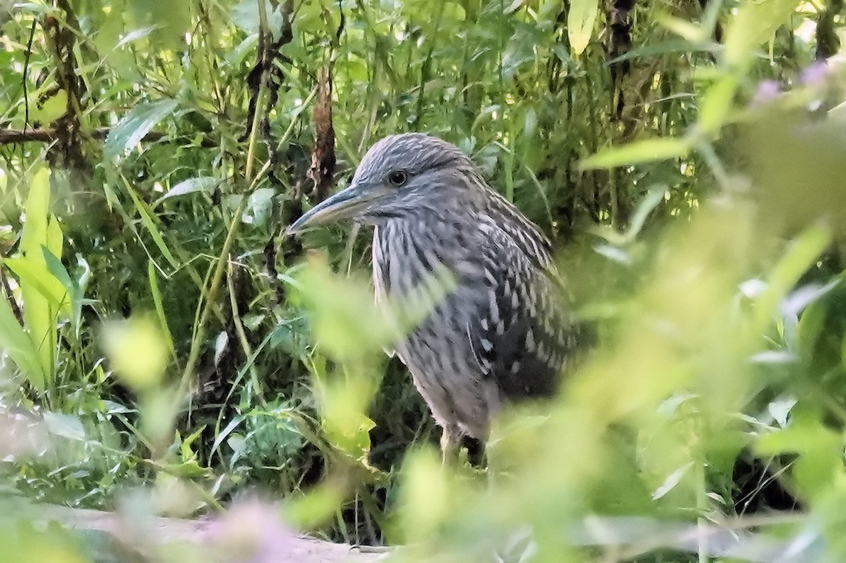 Black-crowned Night Heron - ML475278191