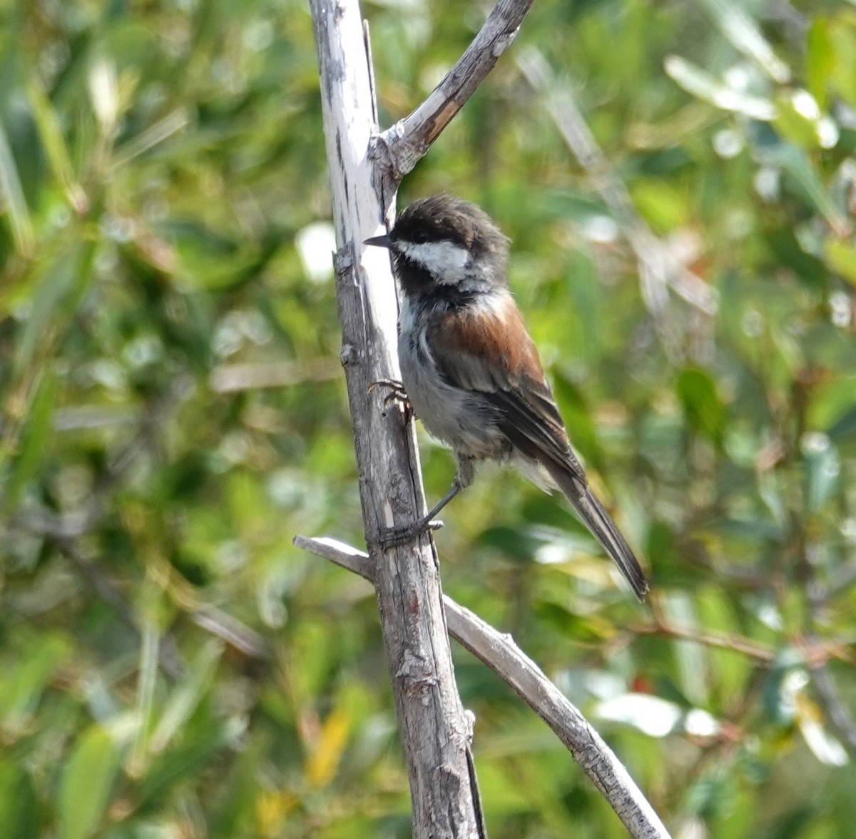 Carbonero Dorsicastaño - ML475278491
