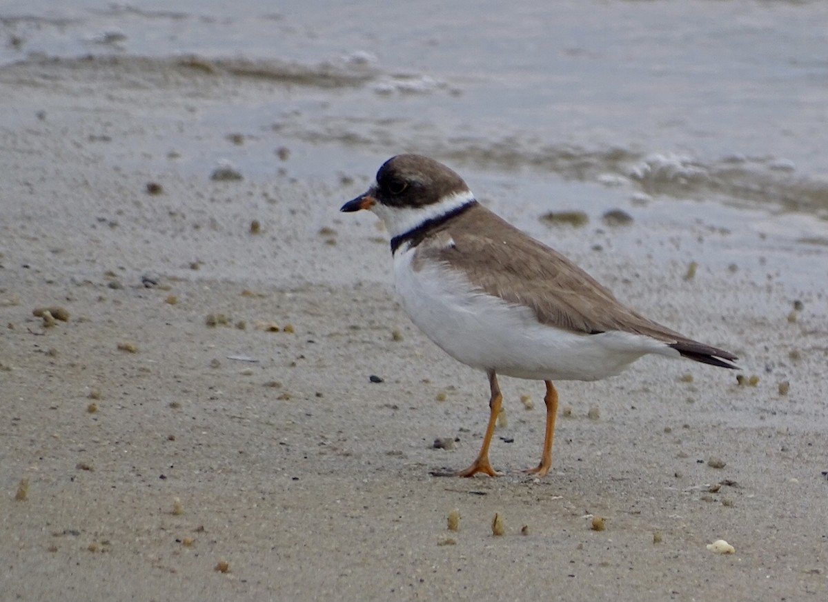 Semipalmated Plover - ML475279041