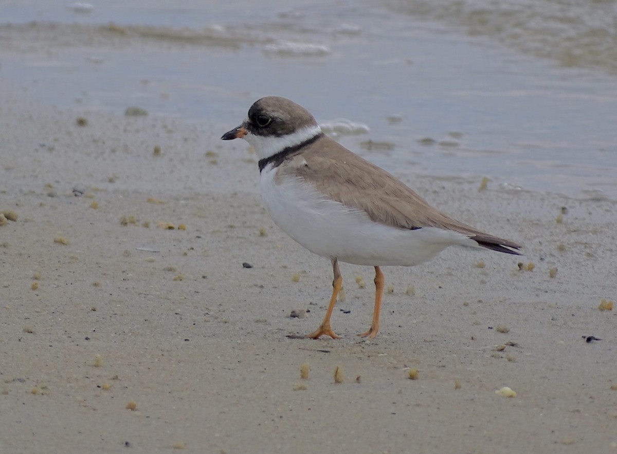 Semipalmated Plover - ML475279051