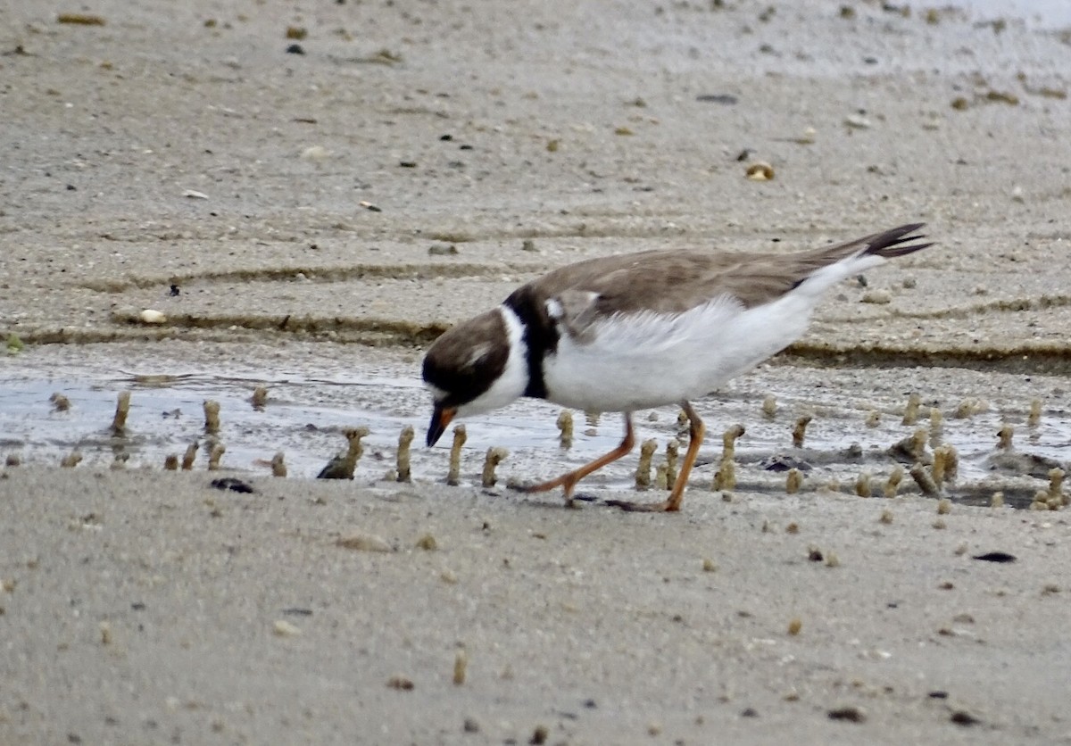 Semipalmated Plover - ML475279061