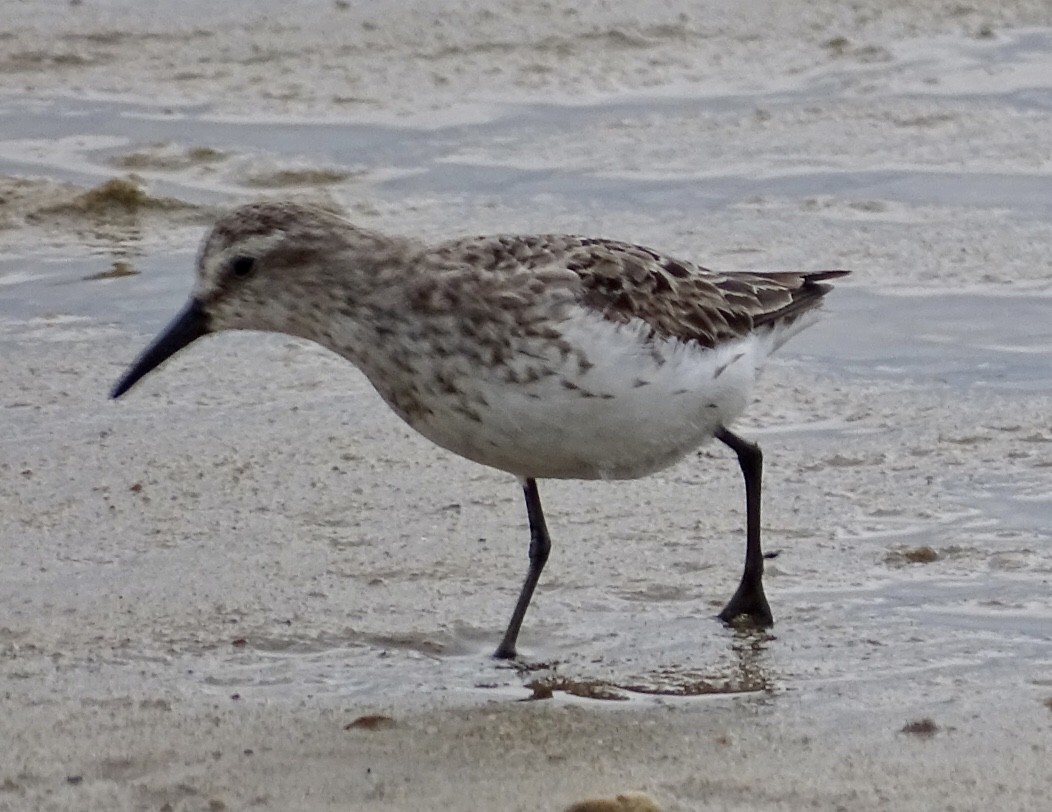 Semipalmated Sandpiper - ML475279151