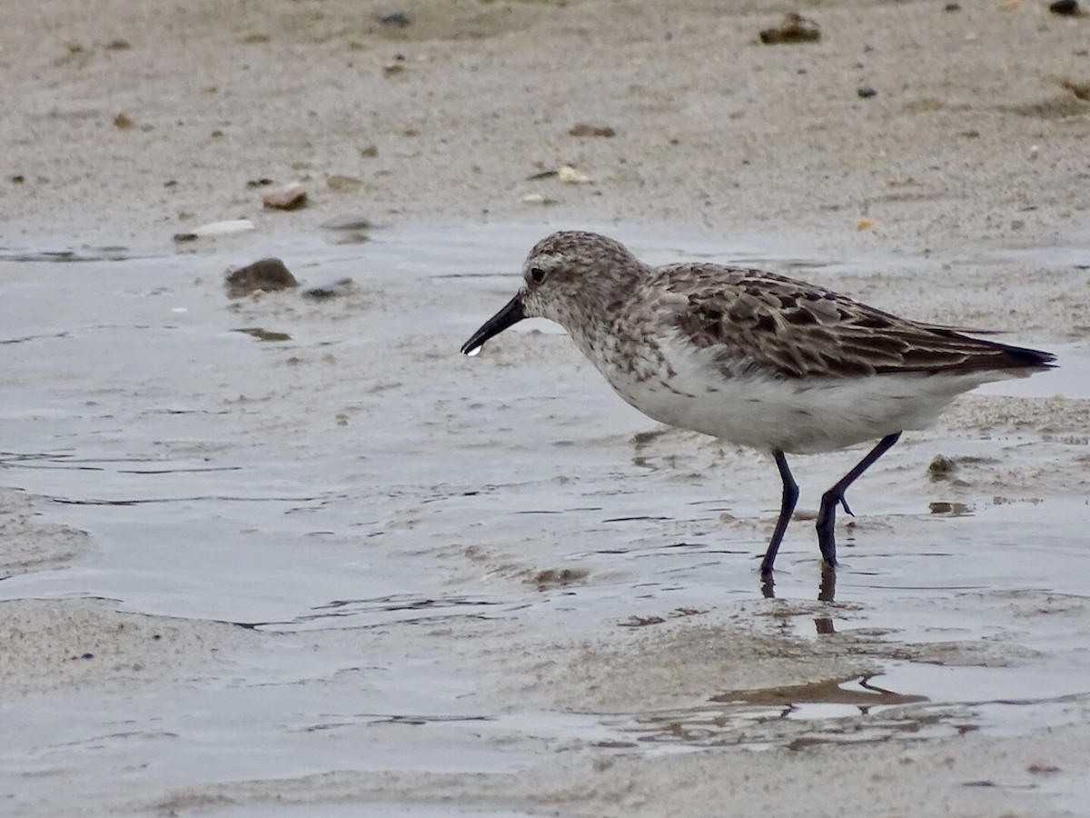 Semipalmated Sandpiper - ML475279161