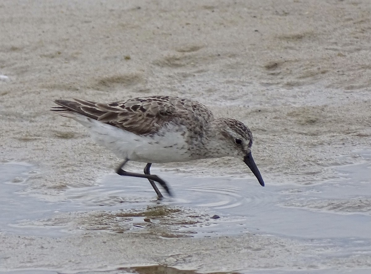 Semipalmated Sandpiper - ML475279171