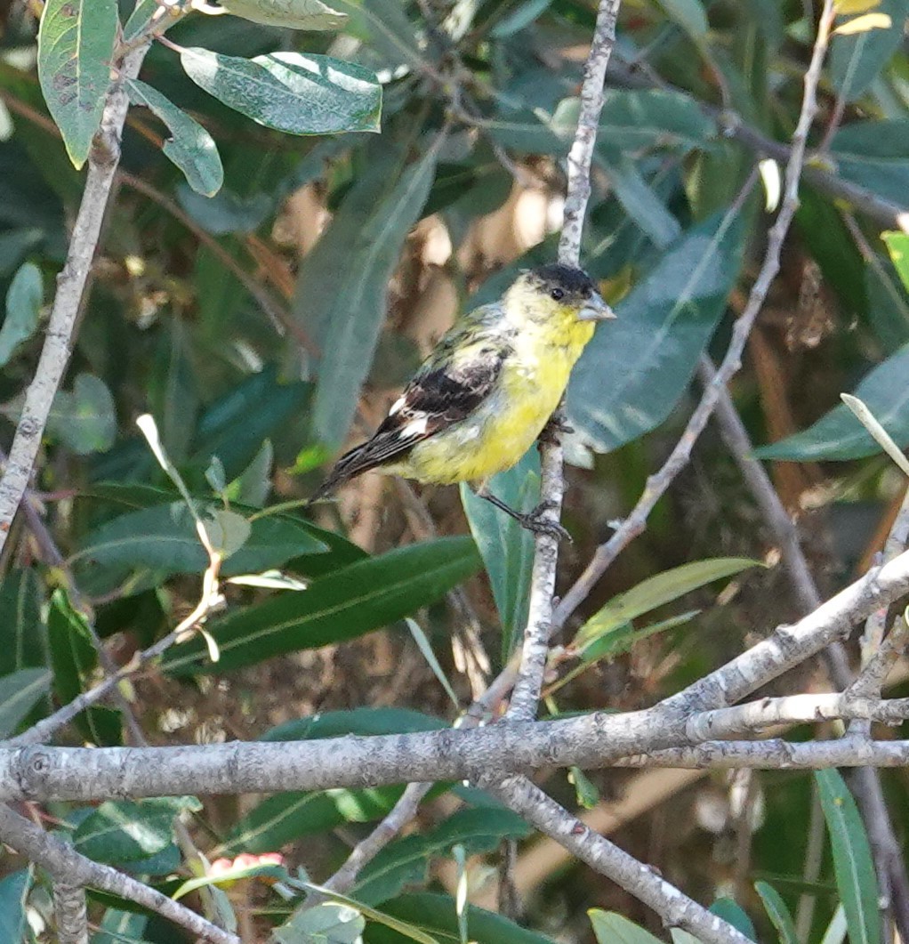 Lesser Goldfinch - ML475279751