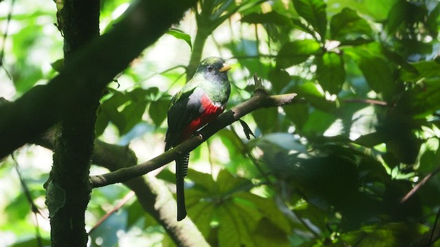 Collared Trogon - ML475280831