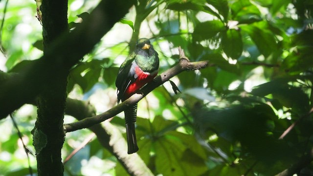 Collared Trogon - ML475280841