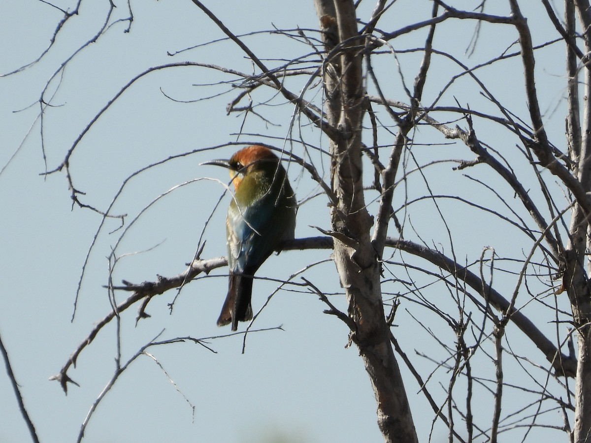 Rainbow Bee-eater - ML475281541