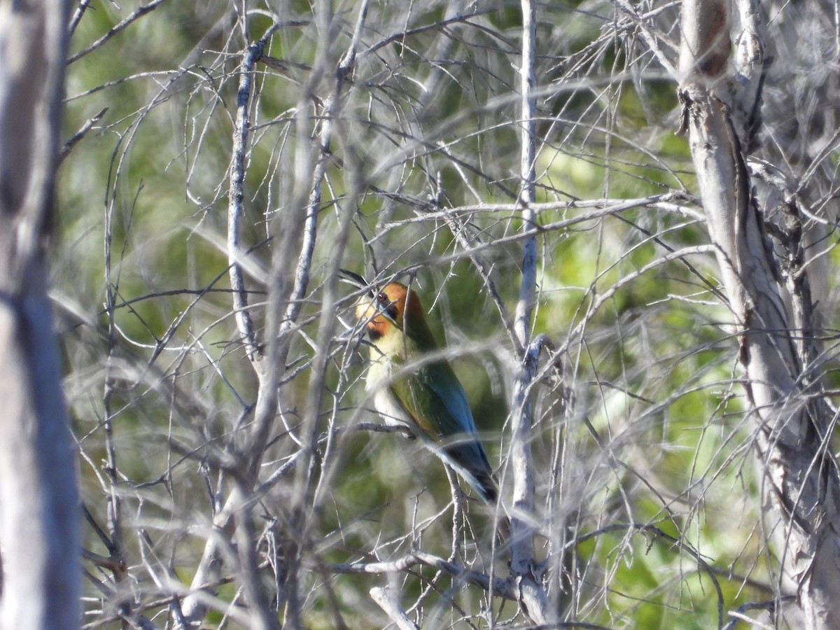Rainbow Bee-eater - ML475281631