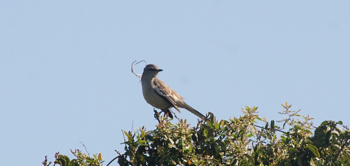 White-banded Mockingbird - Pablo Marin