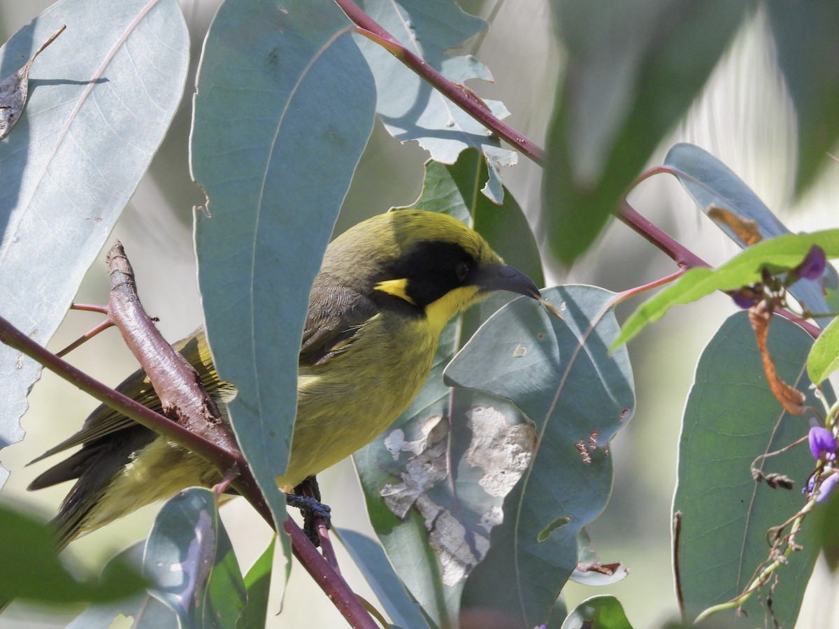 Yellow-tufted Honeyeater - ML475282801