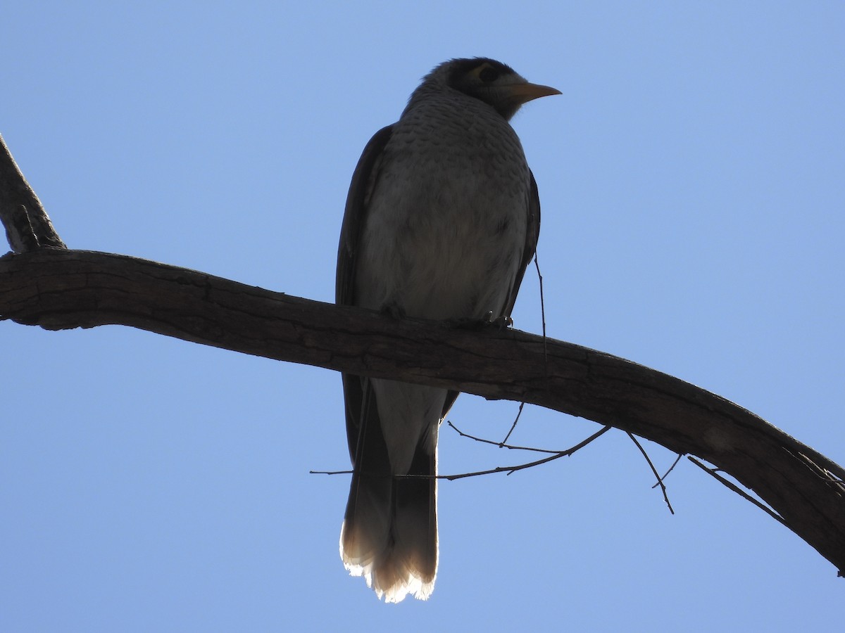 Noisy Miner - ML475282831