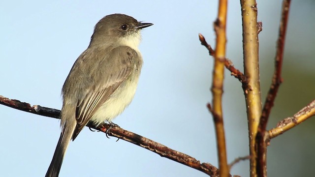 Eastern Phoebe - ML475283