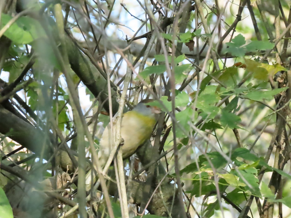 Rufous-browed Peppershrike - ML475283161