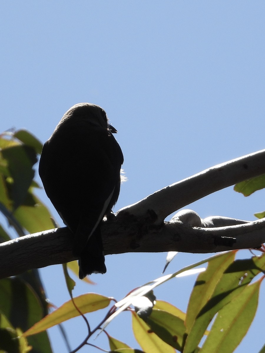 Dusky Woodswallow - Cherri and Peter Gordon