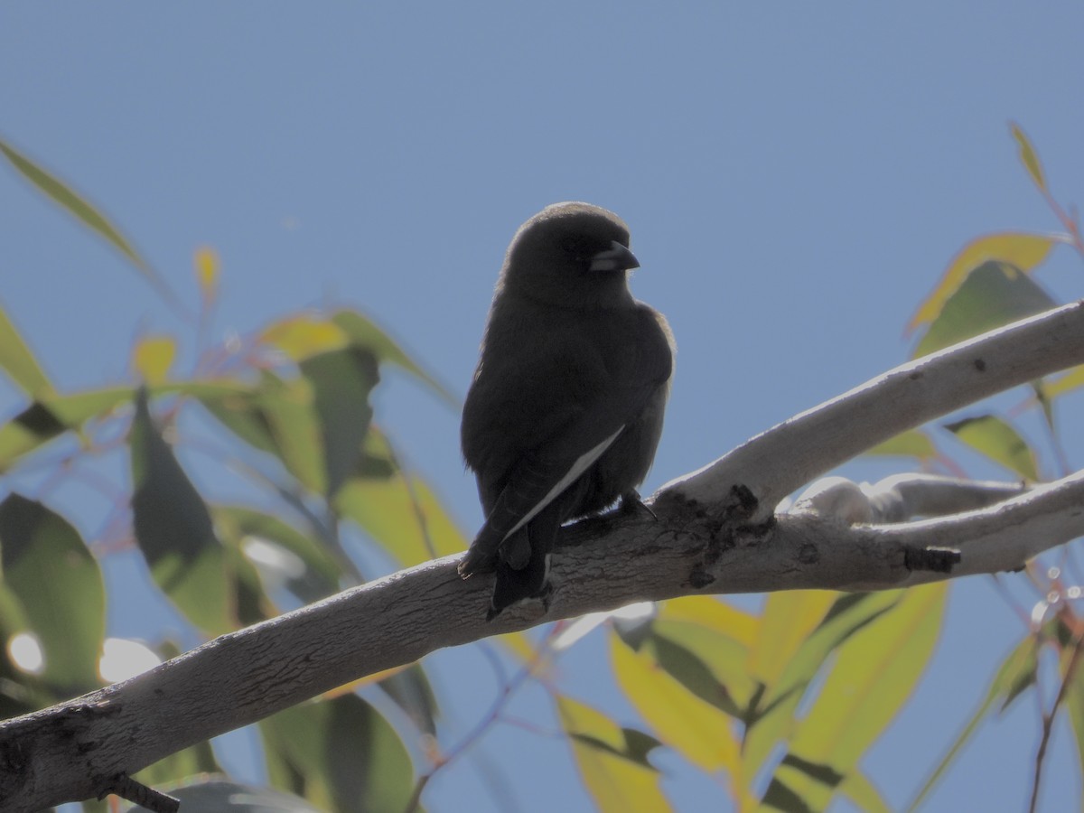 Dusky Woodswallow - Cherri and Peter Gordon