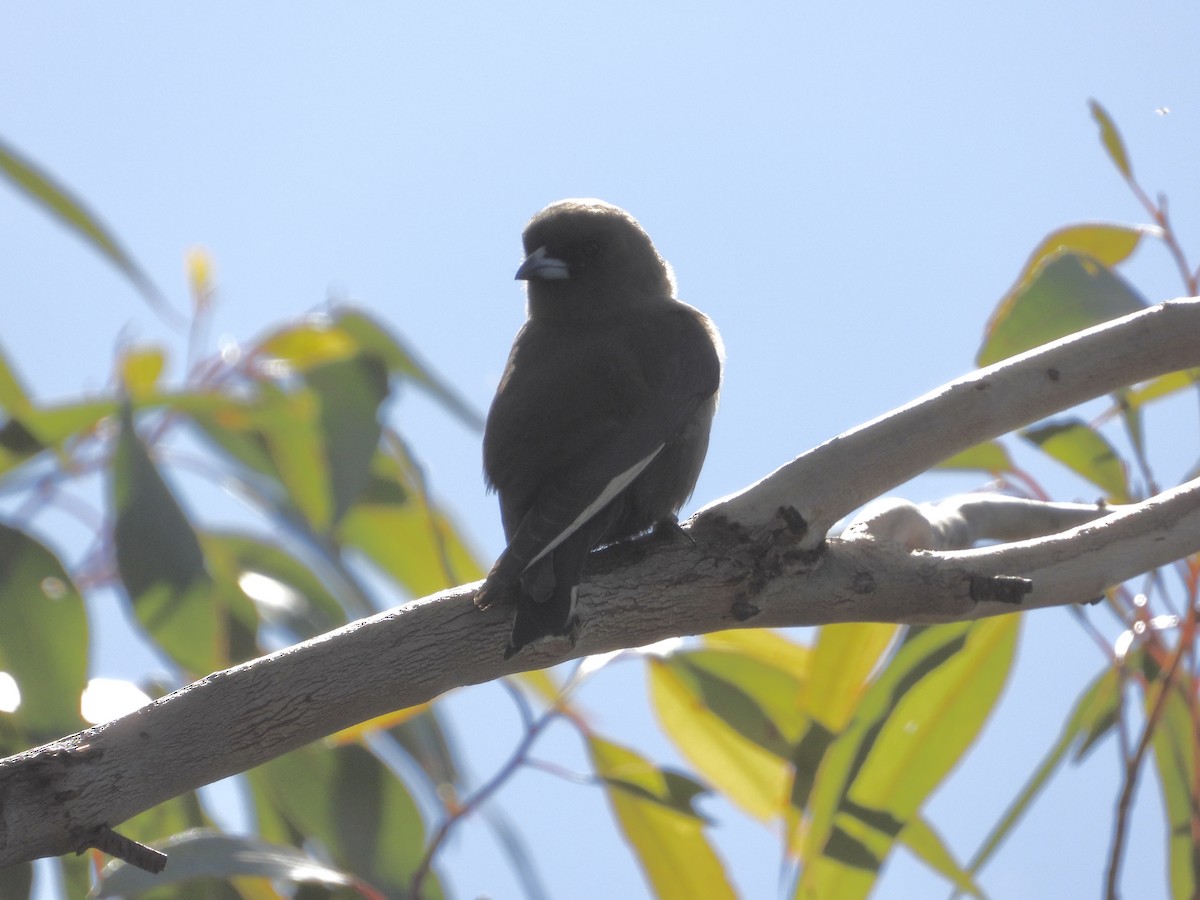 Dusky Woodswallow - Cherri and Peter Gordon