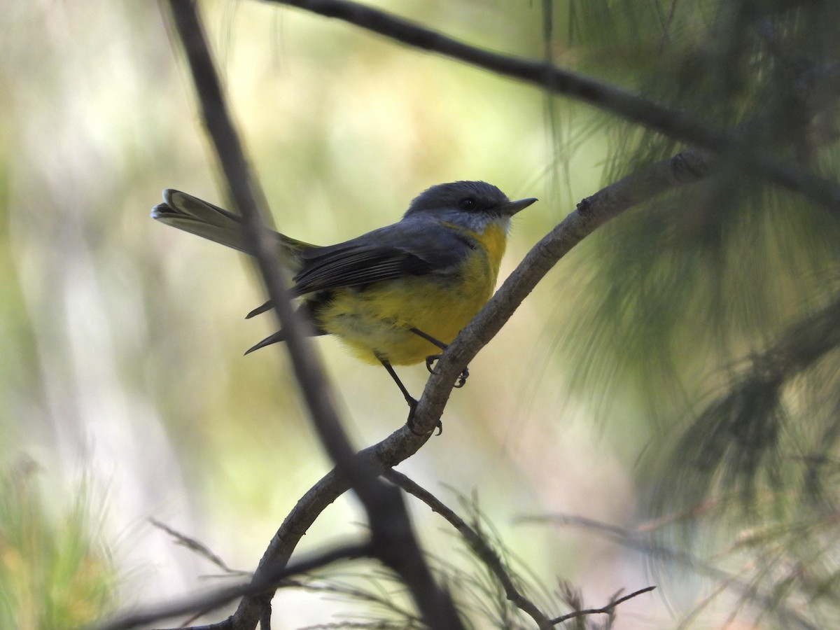 Eastern Yellow Robin - Cherri and Peter Gordon