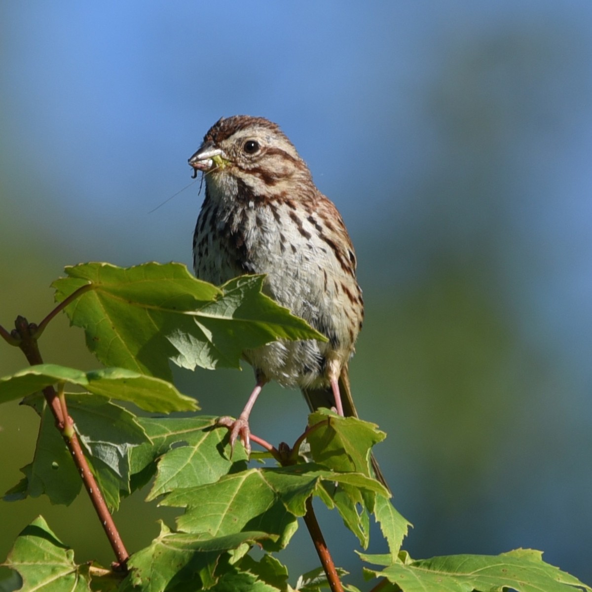 Song Sparrow (melodia/atlantica) - ML475283901