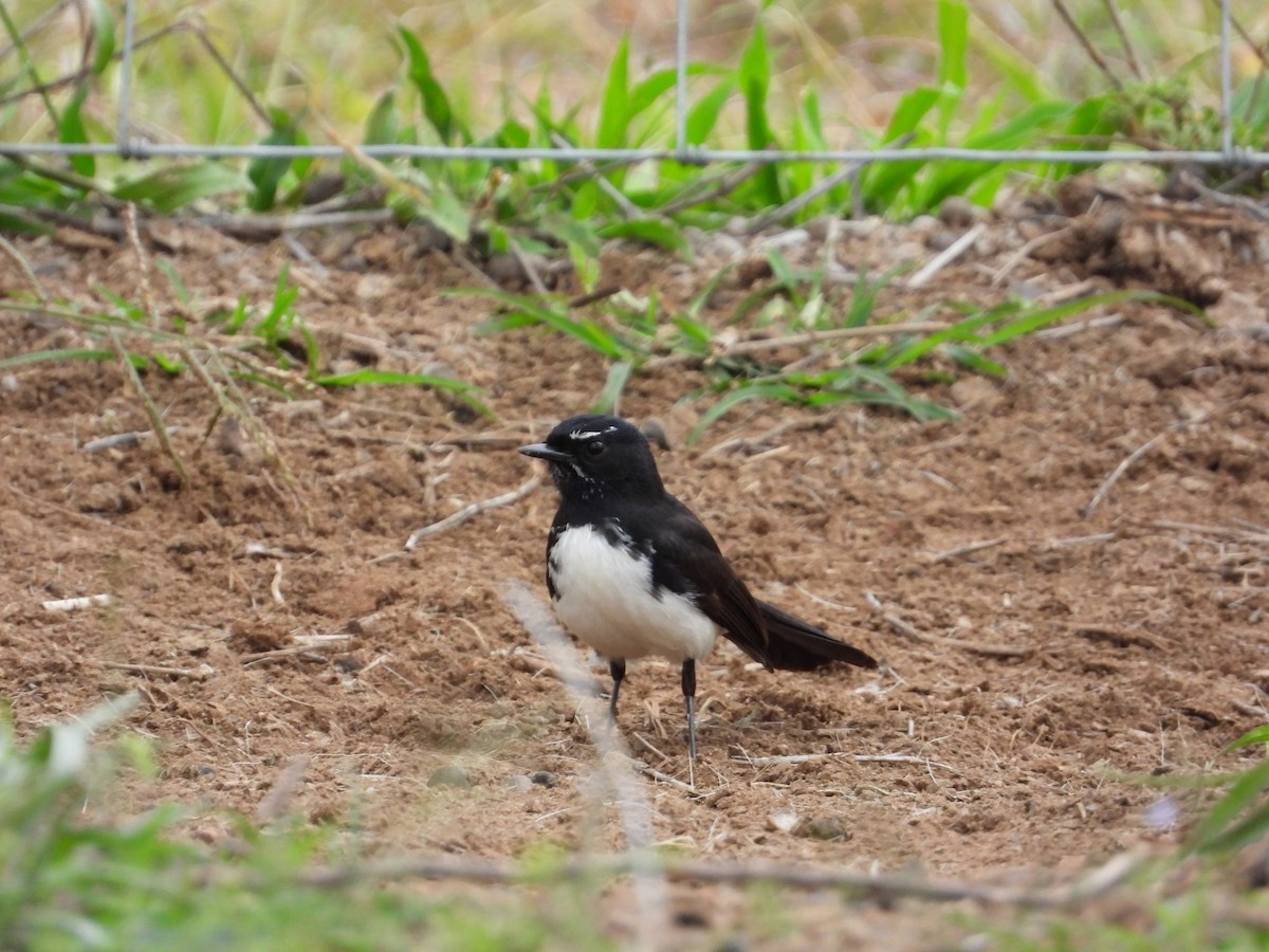 Willie-wagtail - ML475284791