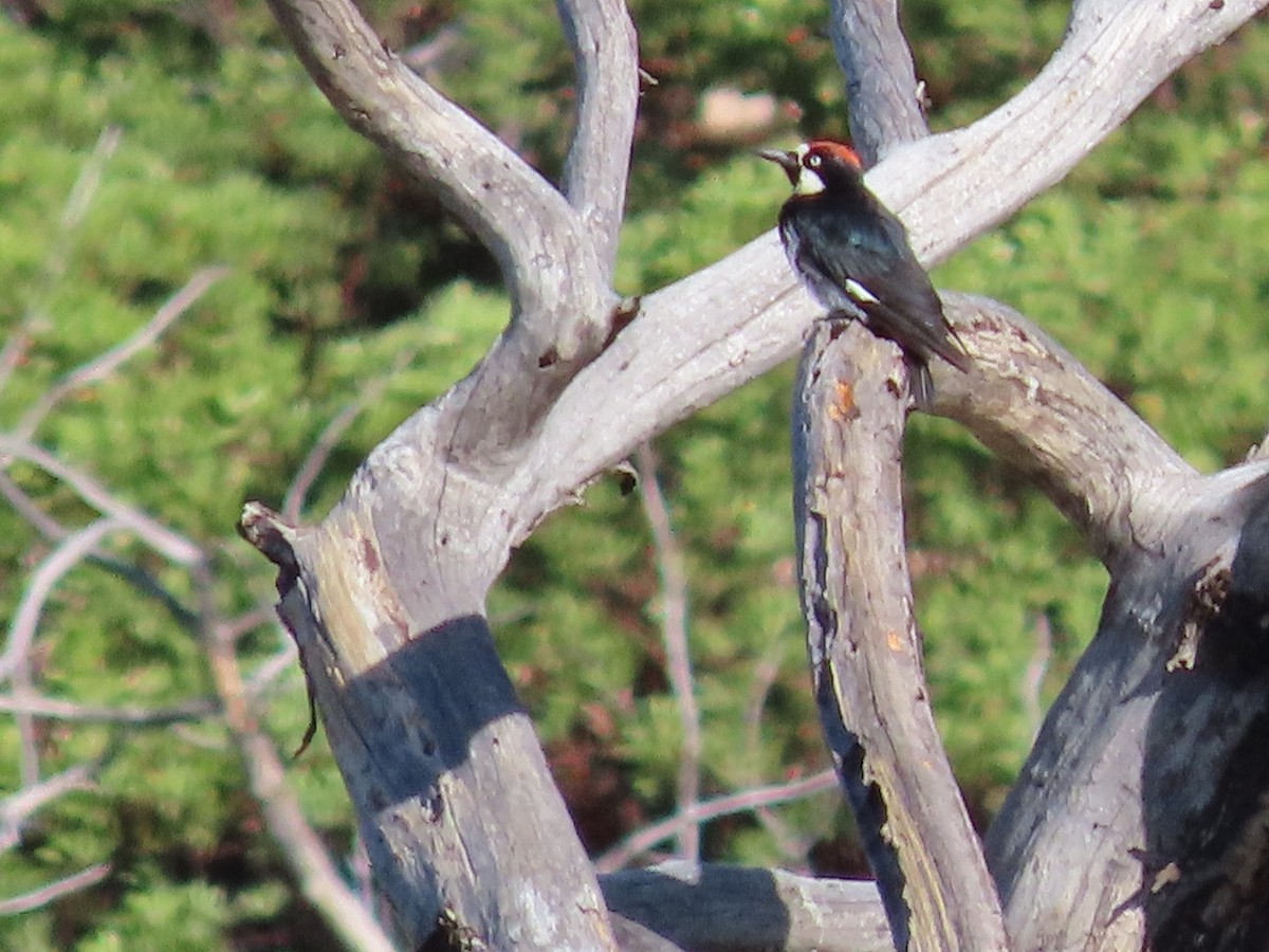 Acorn Woodpecker - ML475284991